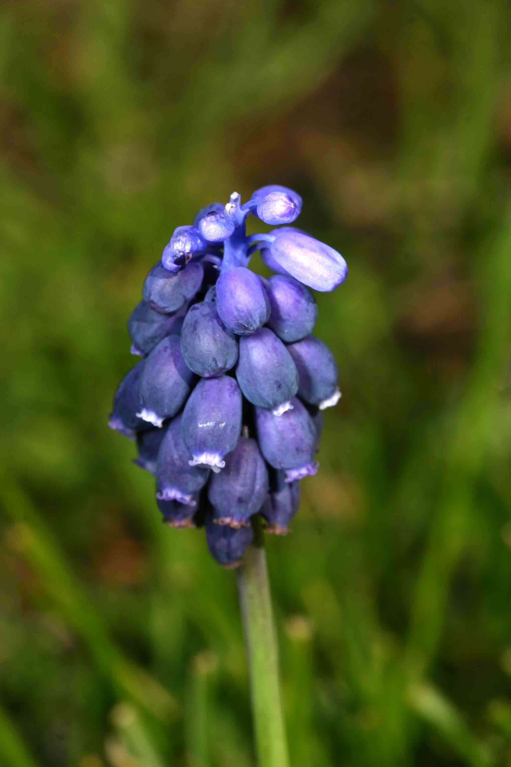 Pure il mio � viola !!! - Muscari sp.